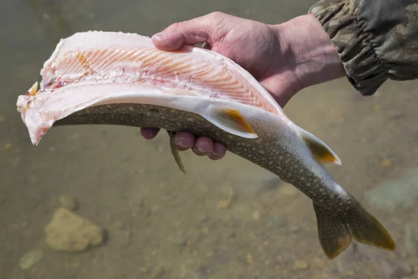 Hombre Limpieza Lago Trucha Pescado Whitefish Montana — Foto de Stock