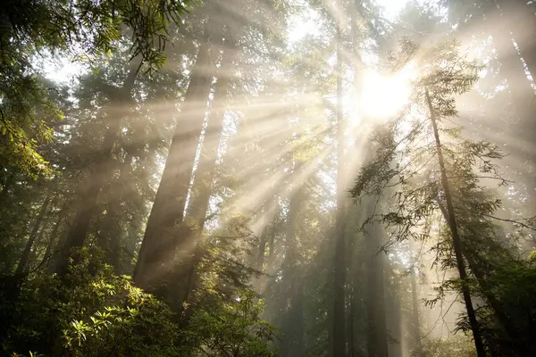 Rayos Luz Solar Irrumpieron Dosel Del Bosque Redwood California —  Fotos de Stock