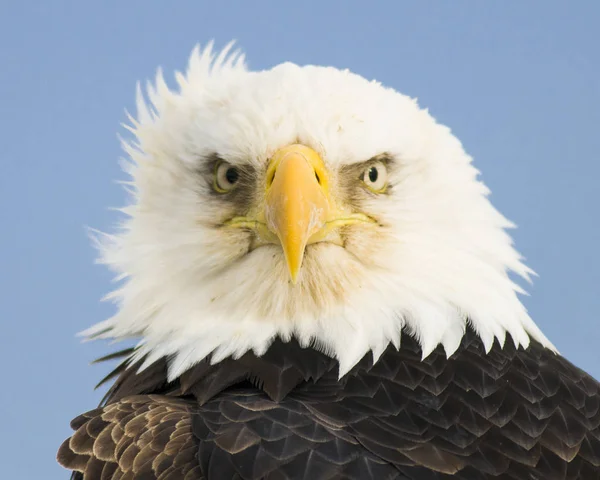 Close View Bald Eagle Haliaeetus Leucocephalus Homer Alaska — Stock Photo, Image