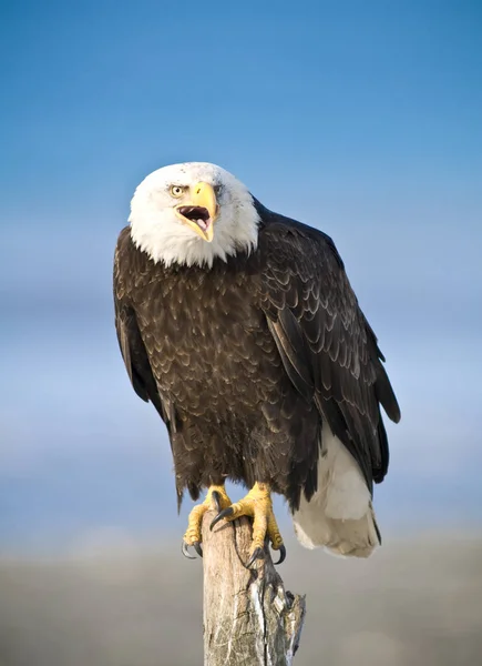 Bald Eagle Wznosi Się Martwych Snag Haliaeetus Leucocephalus Homer Alaska — Zdjęcie stockowe