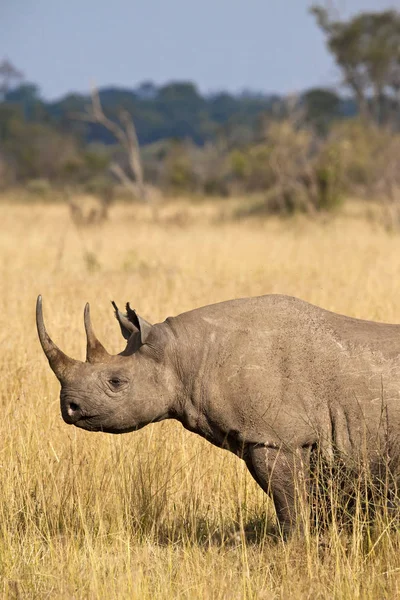 Rinoceronte Negro Raro Quênia Masai Mara National Reserve — Fotografia de Stock