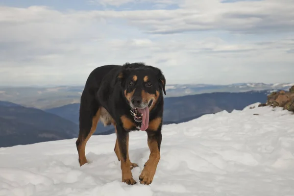疲れた犬は長いハイキング中に雪分野を渡って歩く — ストック写真