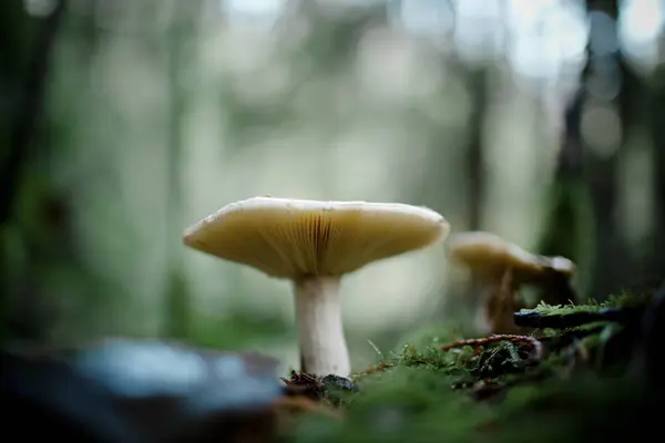 Champignon Branchial Pousse Sous Couvert Forestier — Photo