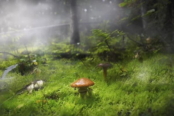 Pilze Kiefernwald Und Mit Moos Bedeckte Böden — Stockfoto