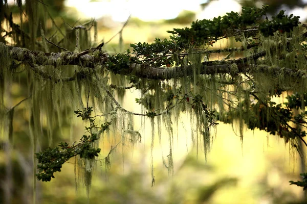 選択と集中の古いマンひげ サルオガセ バーバータ癬プエルト ウィリアムズ イスラ Navarino サブ極マゼラン フォレストで常緑のブナの木にしがみついて — ストック写真