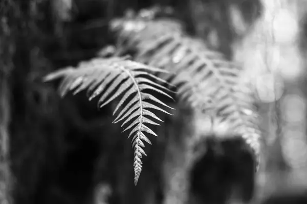 瓦雨林中的蕨类叶子 — 图库照片