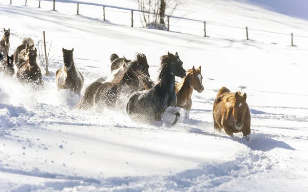 Zilverkleurige Arabische Paarden Somano Italië — Stockfoto