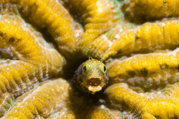 Vista Vicino Spinyhead Blenny Acanthemblemaria Spinosa Corallo Duro Santa Lucia — Foto Stock