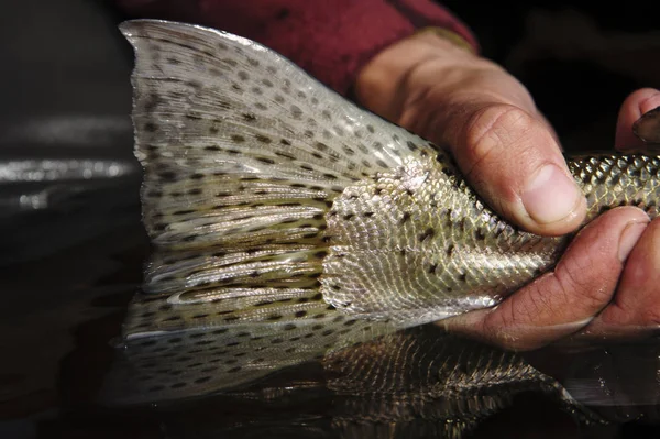 阿根廷巴塔哥尼亚河上持鳟鱼的人的特写 — 图库照片