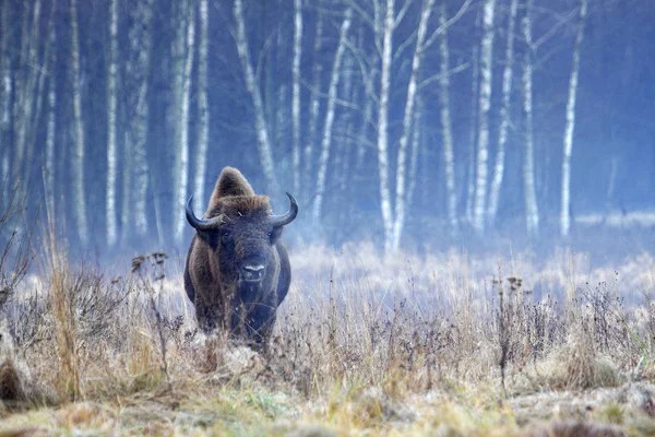 Bisonte Parque Nacional Bialowieza Polonia — Foto de Stock