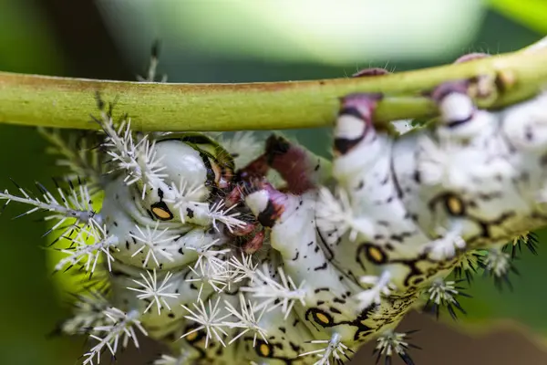 브라질 리오데자네이로 Serrinha Alambari Reserve — 스톡 사진