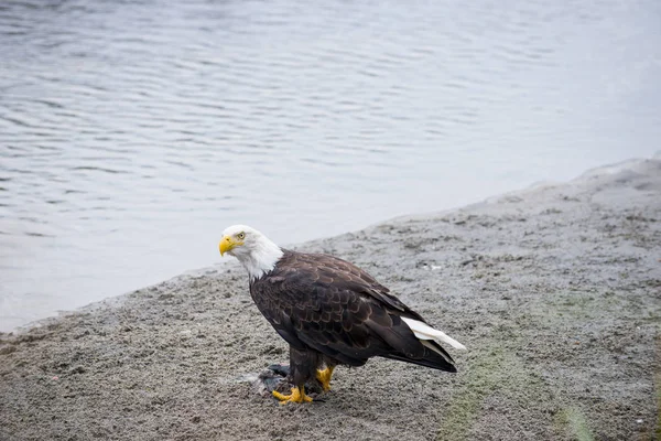 Bald Eagle Eating Fish Juneau Alaska — Stock Photo, Image