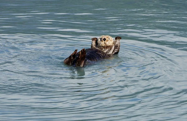 Sea Otter Плавает Воде Национальном Парке Кенай Фьорды Аляска — стоковое фото