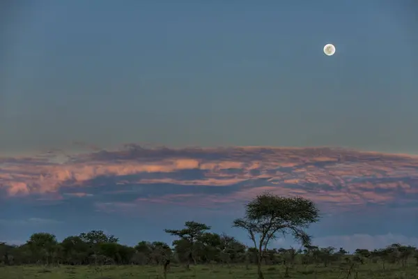 Serengeti Ebenen Unter Vollmond Mit Dramatischem Himmel Tansania — Stockfoto
