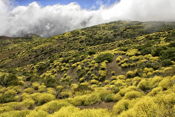 Flores Atrasadas Mola Flor Perto Montanha Mais Alta Espanha Teide — Fotografia de Stock