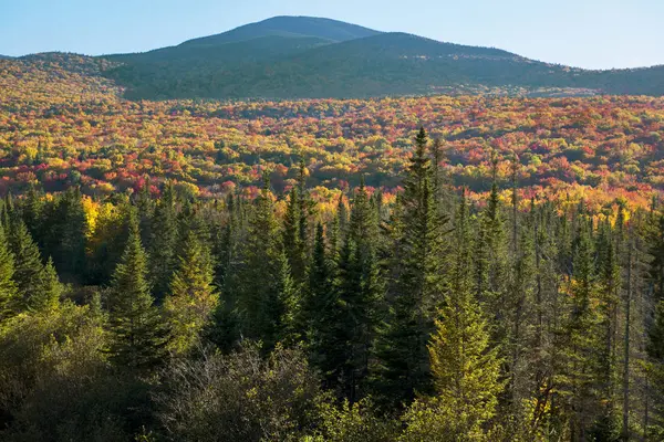 Herbstlaub Und Fichten Den Weißen Bergen Von New Hampshire — Stockfoto