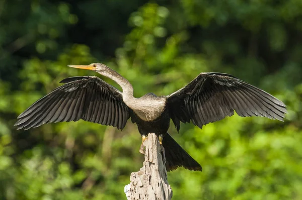 Anhinga Spreading Wings Mamirau Ecological Reserve Amazon Brazil — Stock Photo, Image