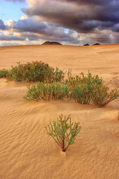 Plantas Crescendo Dunas Areia Com Montanhas Vulcânicas Pretas Fundo — Fotografia de Stock