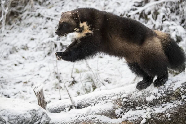 Side View Wolverine Jumping Snow Haines Alaska Usa — Stock Photo, Image