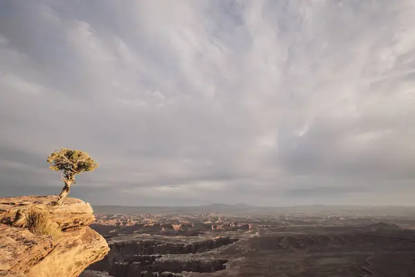 Tree Cliff Sunset Canyonlands National Park Utah — Stock Photo, Image