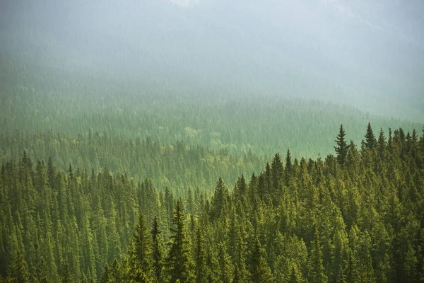 Alberta Wilderness w pobliżu Banff — Zdjęcie stockowe