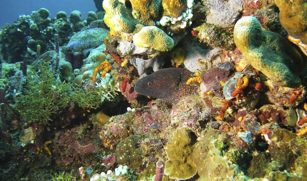 Primo Piano Della Murena Tra Coralli Sott Acqua — Foto Stock