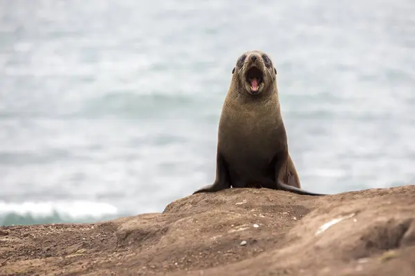 View Fur Seal Moeraki New Zealand — Stock Photo, Image