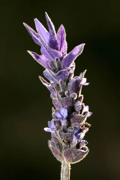 Крупный План Фиолетового Растения Лаванды — стоковое фото