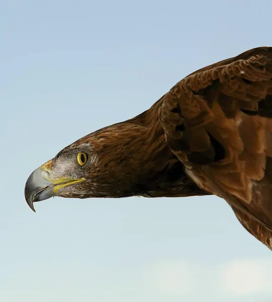 Golden Eagle Monfrage National Park Caceres Espagne — Photo