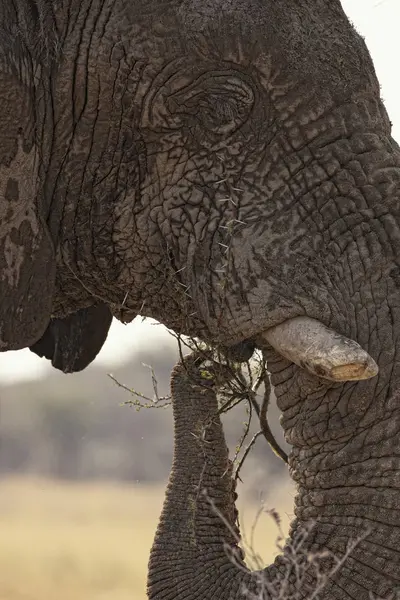 Wüstenelefant Endemisch Namibia Angepasst Wüste Und Flusstäler Ethosa Namibia — Stockfoto