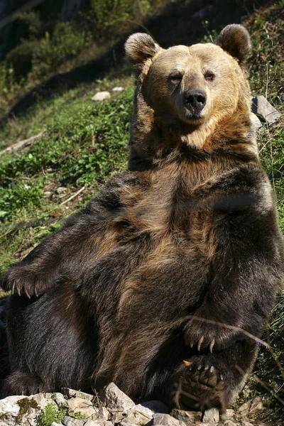 Пиренейский Бурый Медведь Отдыхает Скалах Spanish Brown Bear Foundation Кантабрийские — стоковое фото