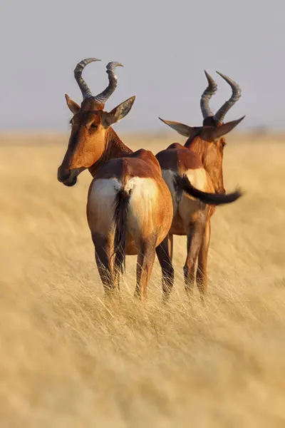 Hartebeasts Alcelaphus Buselaphus Naturliga Livsmiljö Etosha National Park Namibia — Stockfoto