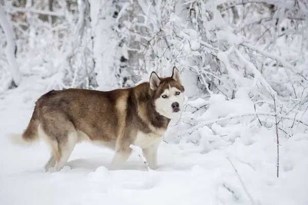 Husky Pies Chodzić Śniegu Kurzawa — Zdjęcie stockowe