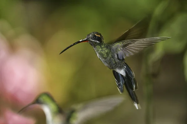 Selective Focus Green Hermit Phaethornis Guy Natural Habitat Ecuador — Stock Photo, Image