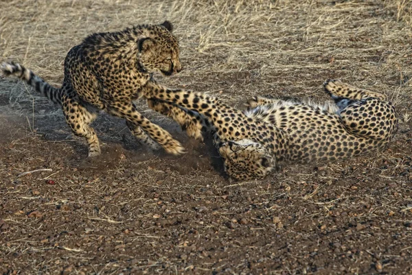 Zamknij Widok Cheetas Acinonyx Jubatus Grając Razem Parku Narodowym Etosha — Zdjęcie stockowe