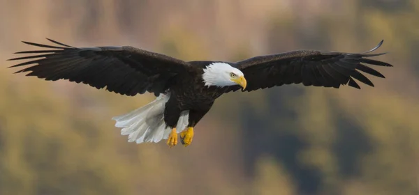 Крупним Планом Подання Американський Білоголовий Орлан Haliaeetus Leucocephalus Польоті Біля — стокове фото