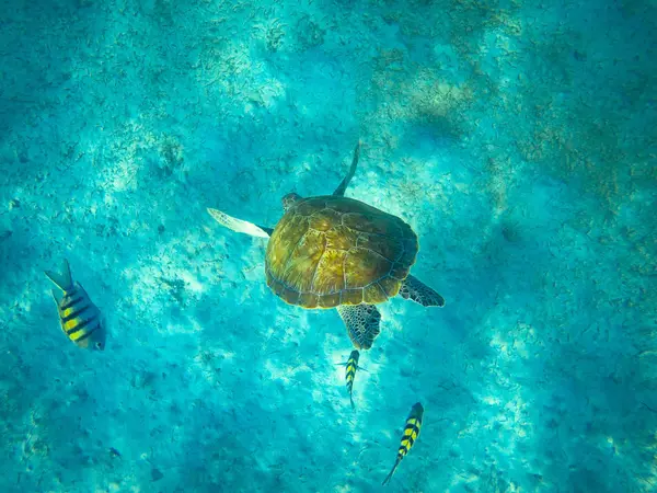 Vista Perto Tartaruga Marinha Selvagem Subaquática — Fotografia de Stock