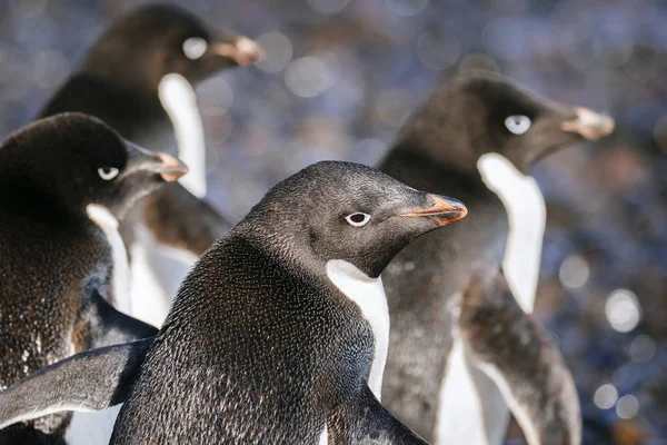 Zbliżenie Grupę Pingwinów Antarktydzie — Zdjęcie stockowe