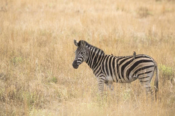 Vista Lateral Uma Única Zebra Savana Parque Nacional Pilanesberg África — Fotografia de Stock