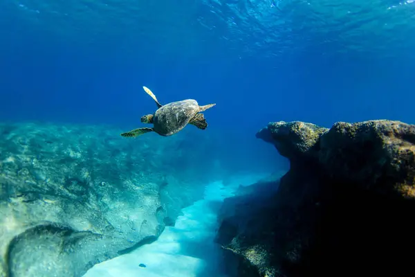 Hawaii Deniz Kaplumbağası Boru Hattı Oahu Kuzey Kıyısında Resif Üzerinde — Stok fotoğraf