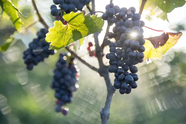 Close Grapes Growing Vineyard Trevelin Chubut Argentina — Stock Photo, Image