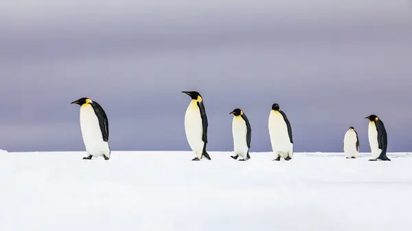 Πιγκουίνους Αυτοκράτορας Στο Παγόβουνο Κόλπος Των Φαλαινών Θάλασσα Ρος Ανταρκτική — Φωτογραφία Αρχείου