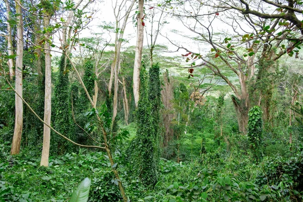 Scenic Geschoten Met Weelderige Vegetatie Langs Manoa Falls Wandelweg Oahu — Stockfoto