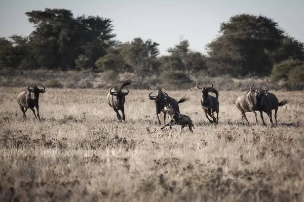 Wildebeests Perseguindo Cão Caça Africano Longe Deserto Kalahari — Fotografia de Stock