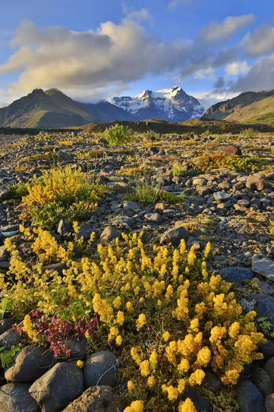 Rotsen Gele Bloemen Met Wolken Besneeuwde Bergen Afstand Ijsland — Stockfoto