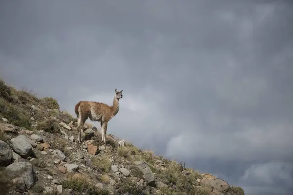 Guanaco Standing Alone Rocky Hill Cloudy Sky Esquel Chubut Argentina — Stock Photo, Image