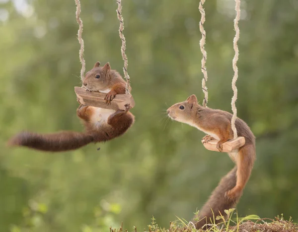 可爱的场景与两个红色的松鼠摆动迷你秋千 Bispgarden Jamtland — 图库照片
