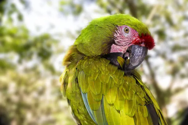 Yeşil Askeri Amerika Papağanı Papağan Cancun Yucatan Yarımadası Meksika Fotoğrafı — Stok fotoğraf