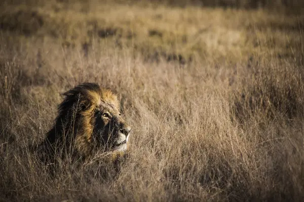 Vacker Natur Fotografi Enda Lion Liggande Savannah Okavangodeltat Botswana — Stockfoto