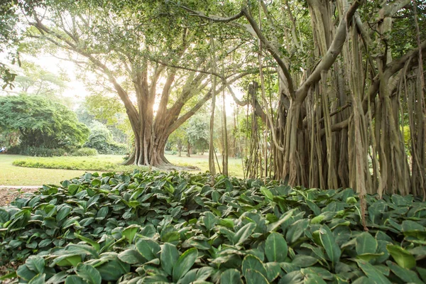 Banyan Tree Indiano Durban Botanic Gardens Durban Kwazulu Natal África — Fotografia de Stock